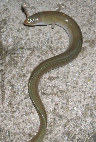 Primeras publicaciones