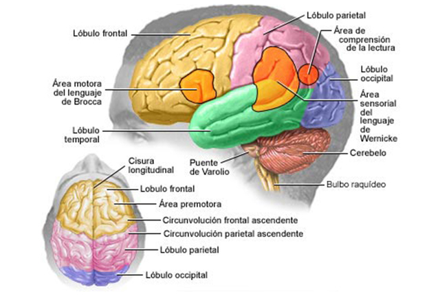 Inicia sus estudios de anatomía cerebral