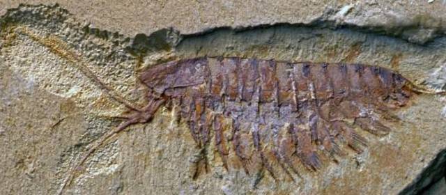 El período Cámbrico