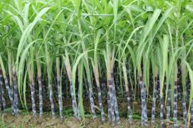 Sugar Cane