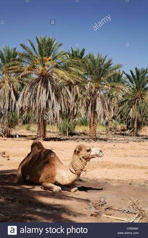 One-humped Camels and Dates