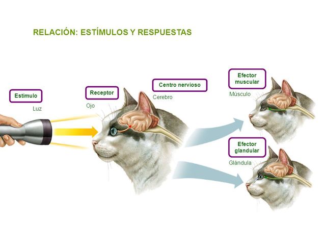 Estímulos y respuestas