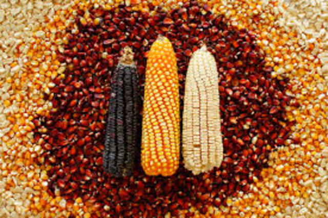 Selección artificial de maíz