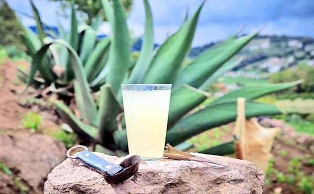 Producción de pulque