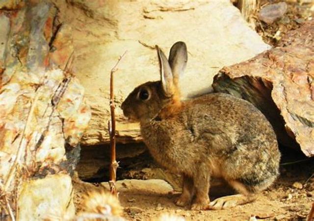 Origen nombre de Hispania