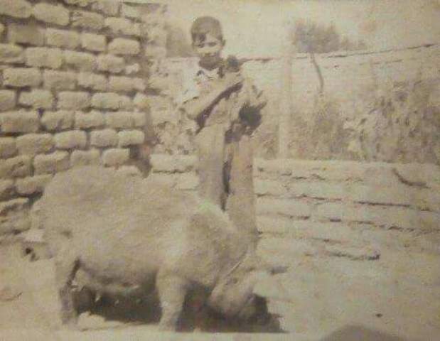 cría animales para ganar dinero