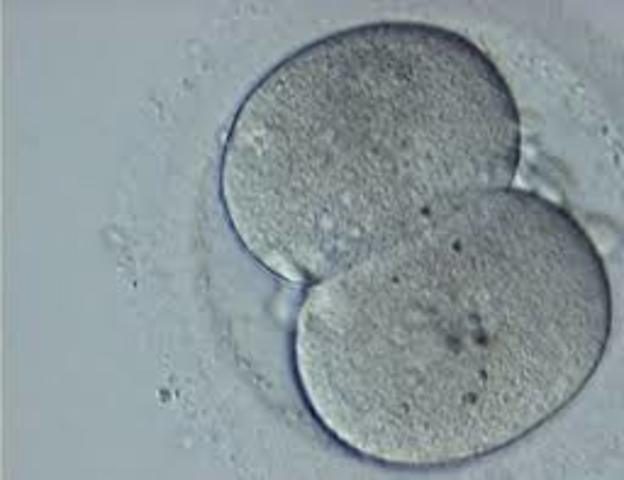 Día 1: 22 horas tras la fecundación. Comienza la Segmentación