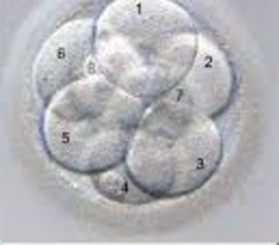 Día 3: 72 horas tras la fecundación