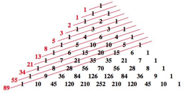 Keplero introduce un legame tra ''phi'' e la successione di Fibonacci