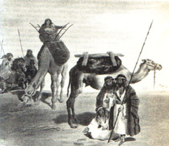 Camel Saddle for Trade