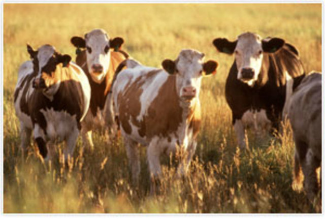 Reduccion de la prevalencia de E. coli O157: H7 en heces