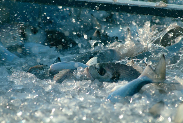 Mejoro la inmunidad y la resistencia contra Aeromonas hydrophila por  Bacillus aerophilus KADR3