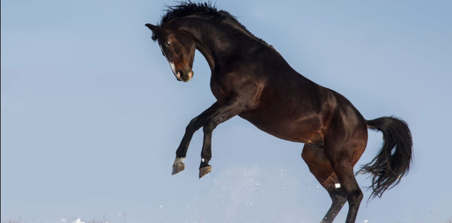 Eadward Muybridge develops the first motion picture