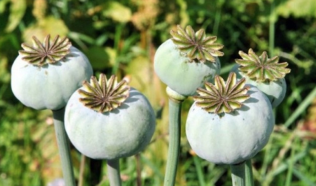 The magic thing...Opium