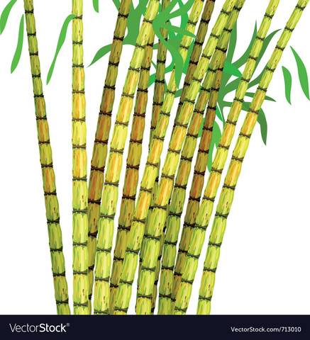 Sugar Cane