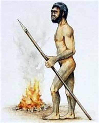 homo erectus