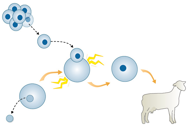 First mammal created by nuclear transfer