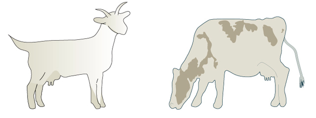 Endangered animals cloned by somatic cell nuclear transfer