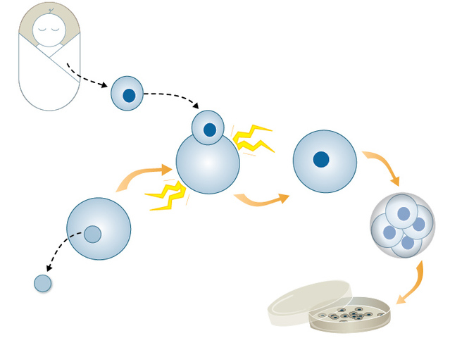 Human embryonic stem cells created by somatic cell nuclear transfer