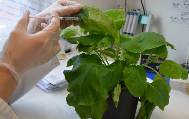 First genetically modified plant