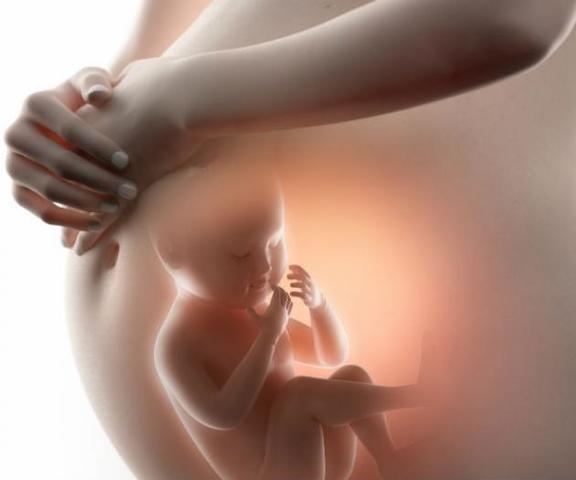 Desarrollo en el embarazo