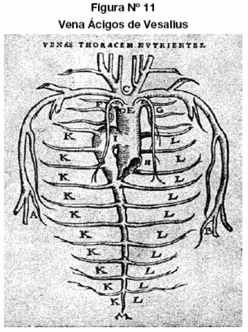 Primeras descripciones de la anatomía.