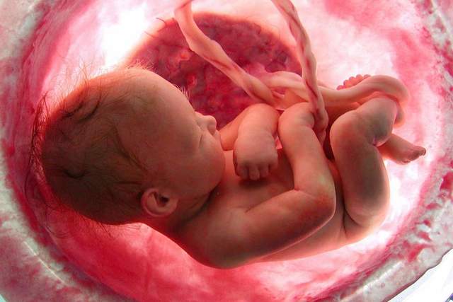 Periodo de Gestación