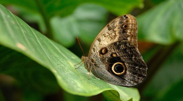 MARIPOSAS BUHO