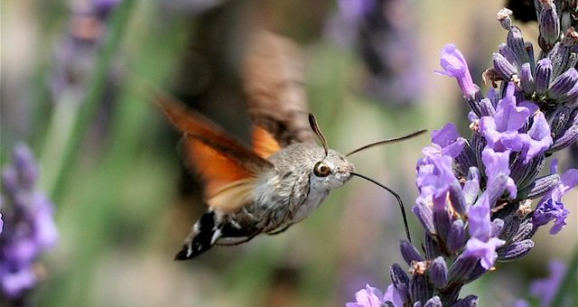 MARIPOSAS COLIBRÍ