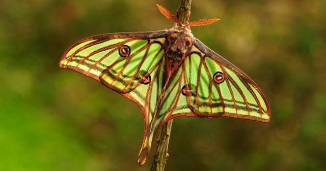 MARIPOSA  ISABELINAS