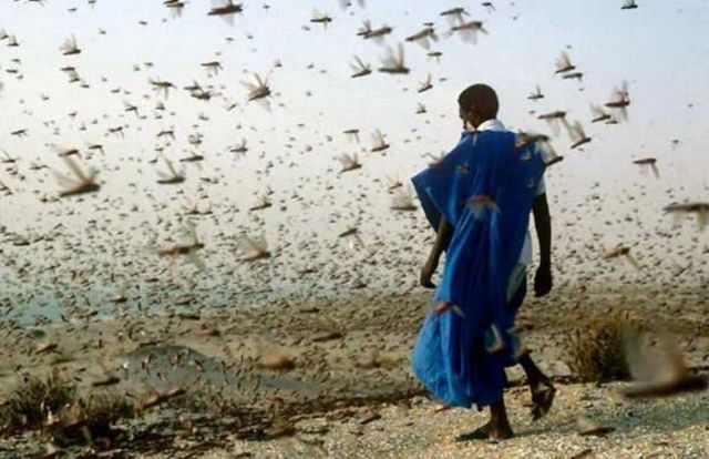 Aparición de plagas registradas