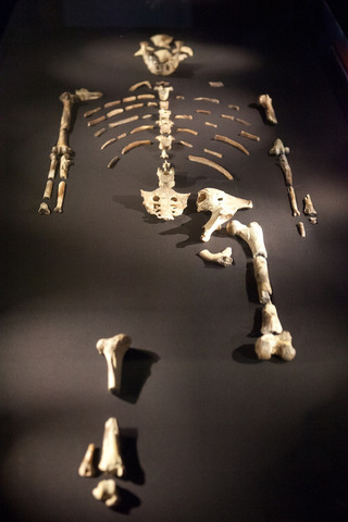 fossil remains of hominid skeleton "Lucy"