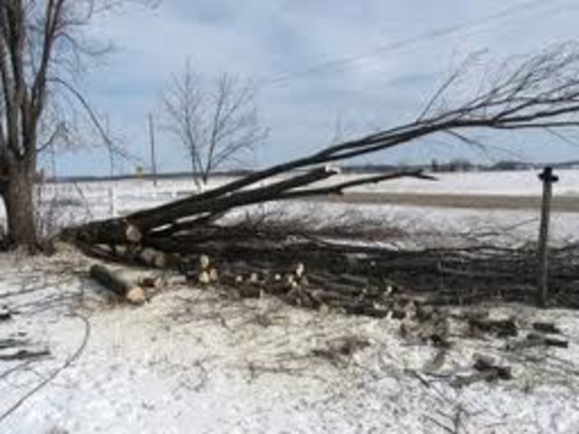 Lumber cuts in Nebraska