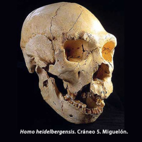 Homo heidelbergensis