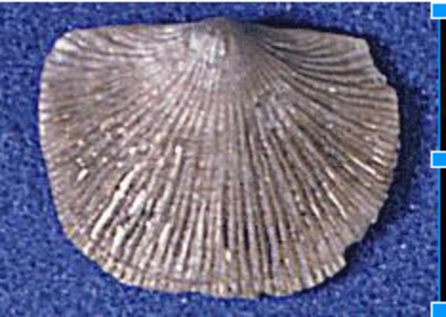 Late Devonian Species Lost #1