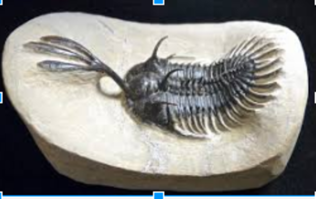 Late Devonian Species Lost #2