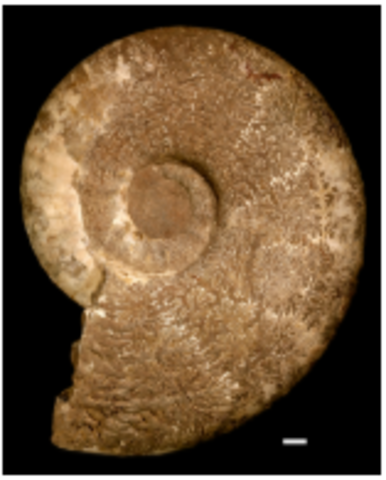 End Cretaceous Species Lost #1