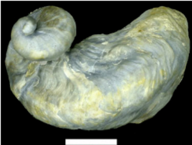 End Cretaceous Species Lost #2