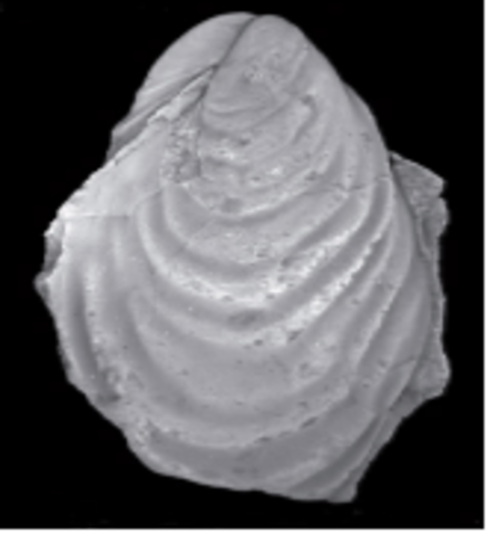 End Cretaceous Species Lost #3