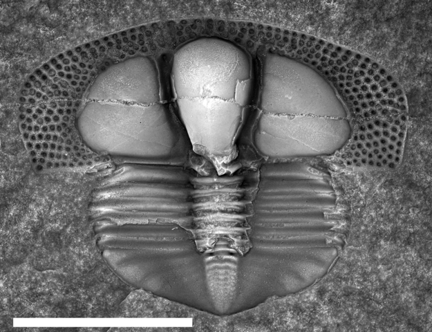 Late Ordovician Species Lost #1