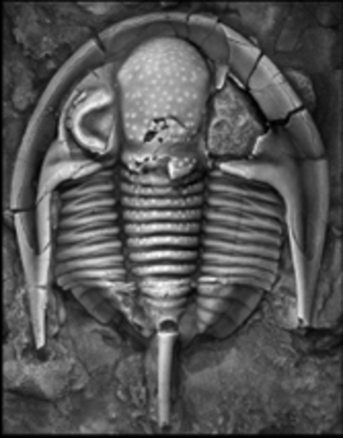 Late Ordovician Species Lost #2