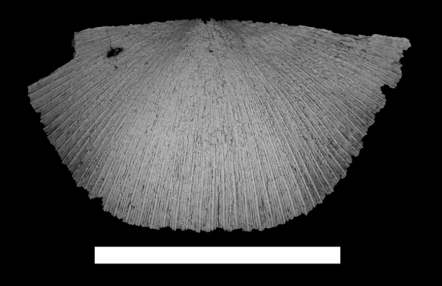 Late Ordovician Species Lost #3
