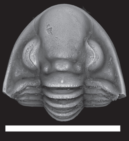 End Permian Species Lost #1