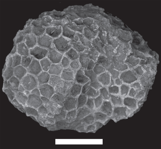 End Permian Species Lost #2