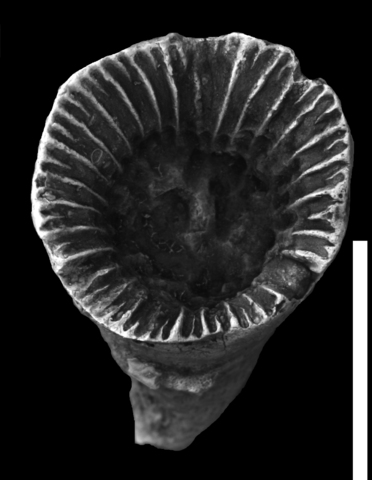 End Permian Species Lost #3