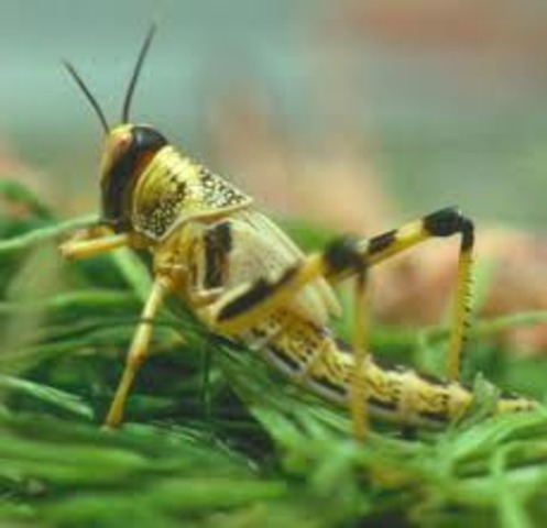 Within 30 years of the swarm,the locusts become extinct