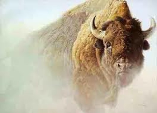 Only 89 wild Buffalo exist in the United States
