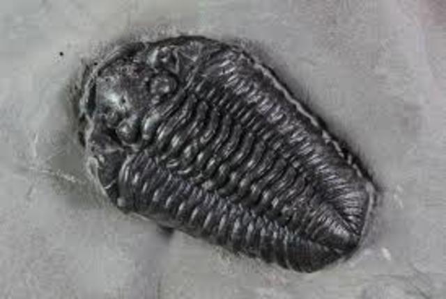 Shelled Trilobite