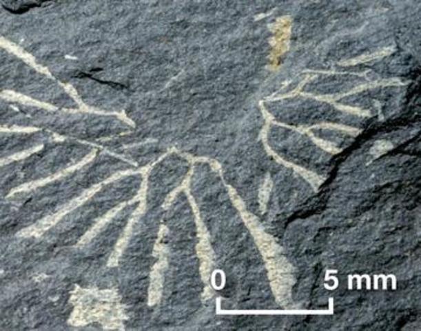 Graptolites