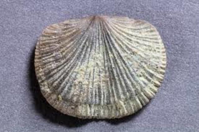 Brachiopods